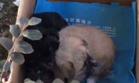开车跑了一百公里路,为了救助两只流浪狗,网友:十分感谢!