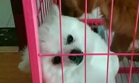 小白狗被主人抛弃，热心人将它领回家，家里金毛的行为温暖了……