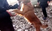 家里动迁搬到城区住，主人把金毛卖到狗肉馆，金毛的行为看哭人