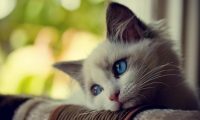 猫咪去喝了狗碗里的水，没想到喝了一口就全吐了出来，嫌弃狗味？