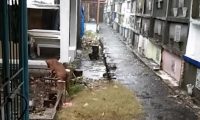 主人离世,忠犬坚守墓地3个月不离开!狗狗对主人的爱真是执着!