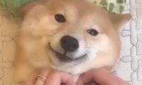 主人家给柴犬脱光衣服，它则是一脸奉承地笑：完后，我不干净了啊！