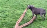 超狂比特犬散步竟捡一棵树回家，达到狗转化成就！