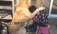 小主人没写完工作，妈妈把孩子训痛哭，金毛的作法好感人