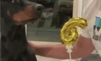 爆笑!狗子过生日满眼都是吃的,主人示爱被忽略……