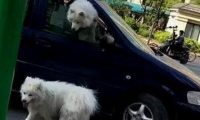 萨摩耶被猫欺负 | 萨摩耶遭遇花猫挥掌袭击 狗主人被误伤自认倒霉打疫苗