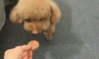 泰迪犯错误躲床下，主人家用曲奇饼干诱惑，狗：我没资质吃饼干