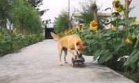田园犬为争口气懂得溜滑板，一路摇尾狂嘚瑟：别跟我提智力这两个字