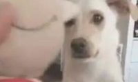 田园犬过生日,主人给它提前准备了一个大意外惊喜