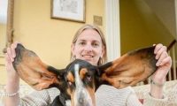巴吉度犬不幸坠楼 因似“小飞象”般的大耳朵救了性命