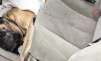 獒犬卡在车座下出不来 惊动消防员拉它出来