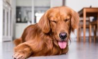 金毛犬和主人走失后，自己跑到宠物医院求助，金毛：我主人不见了