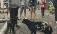 狗走在路上碰到只羊，吓得赶忙抱住主人大腿要抱抱，小怂样太搞笑了
