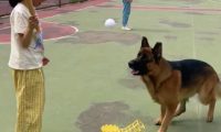 小女孩跟德牧玩棒球,狗子抢球,小女孩一棒子抡到了狗嘴上