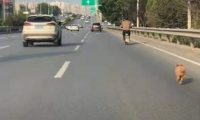 狗狗误入快速路车流中奔跑 暖心司机开双闪挡车流