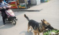 “美女”德牧犬 帮助主人买菜巡逻