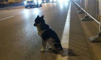现实版的忠犬八公！小狗苦等车祸身亡女主人80天