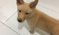 公交站一只流浪犬追随女生到了车，把它抱下车时的那一刻好舍不得