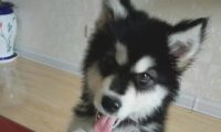 二哈摇身一变化身为军犬,狗生做到巅峰之战