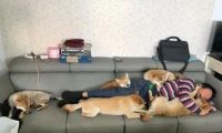 主人家在沙发上睡觉了,几个柴犬统统趴到他的身上,压力很大啊!