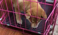 柴犬的笼子里还分了客厅和卧室,柴犬:卧室太小了!