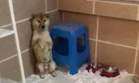 两条柴犬拆家被抓,一条积极承认错误,另一条狗狗简直傲娇出天际