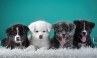 “倔强的尾巴”猫犬主粮上线0差评 朝云集团加速布局千亿宠物市场
