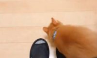主人坐着不动，猫咪走过却多次被绊倒！原来是一只黏人心机猫！
