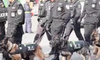 在一群德牧警犬中发现了只柯基警犬