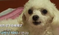 狗狗突然后肢瘫痪,坚持爬到门口迎接主人,检查令人无奈