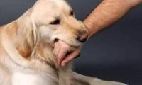 科普:孩子被狗咬了,家长要牢记这三个紧急处理方法