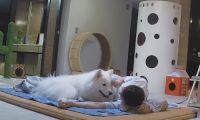 主人陪猫咪狗狗睡一晚,猫狗黏人差异立现:狗狗半夜还讨摸摸!