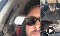 澳洲男子下车时给爱吹空调的狗狗留门，回来发现一只考拉来蹭空调
