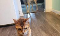 狗狗偷吃了幼猫猫粮，猫咪气呼呼跑到主人眼前控诉，猫：帮我主持公道