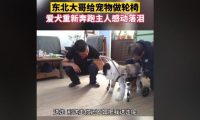 东北大哥给残疾狗做轮椅，爱犬带着专车奔跑，主人感动落泪
