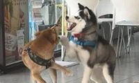哈士奇认为柴犬好欺压,就上来得罪它,想不到却被柴犬打惨了!