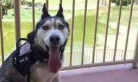 笑一笑，这只二哈真的当上搜救犬啦，可算是给二哈长脸了