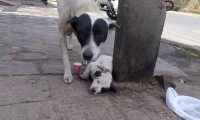 母犬当街求助，脚底平躺着一动不动的小奶狗
