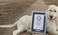 爱尔兰猎狼犬尾巴长76.8公分 荣登世界最长纪录