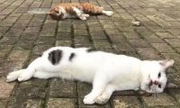 个人在国外购买宠物 | 除猫犬外,个人从境外邮购活体宠物均属非法