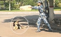 新生进校军训时，把学长狗狗当做练习心肺复苏的对象，它还挺配合