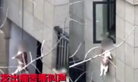 邯郸12岁男孩被4恶犬咬死,这次,“爱狗人士”出来说话了!