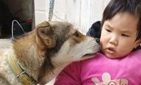 儿子摔倒后在哭泣，狗狗凑过来替他舔掉眼泪