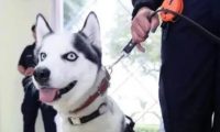 特警挑战训练二哈做警犬?结果警局差点被拆了