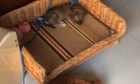 小土狗被丢大街上,任其自生自灭,为什么总有人瞧不起田园犬