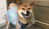柴犬雨天非要出门，结果被垃圾袋套头，柴柴的笑容瞬间消失了