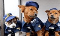 狗狗被收编为警犬,它却“拖家带口”来,都给个差事吧