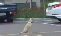 狗狗有间总不回只是坐着地下停车场里，专家建议它有心理障碍，缘故很辛酸