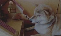 柴犬和猫咪总是蹲在一起看电视,像是两个久违的小伙伴