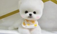 茶杯犬的寿命有多长